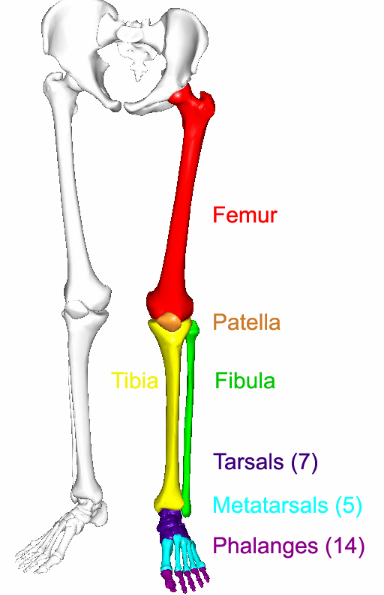 <p>Thigh (femoral region) - femur and patella</p><p>Leg proper (crural region) - medial tibia and lateral fibula</p><p>Foot - tarsal region, metatarsals and toes (digits)</p>