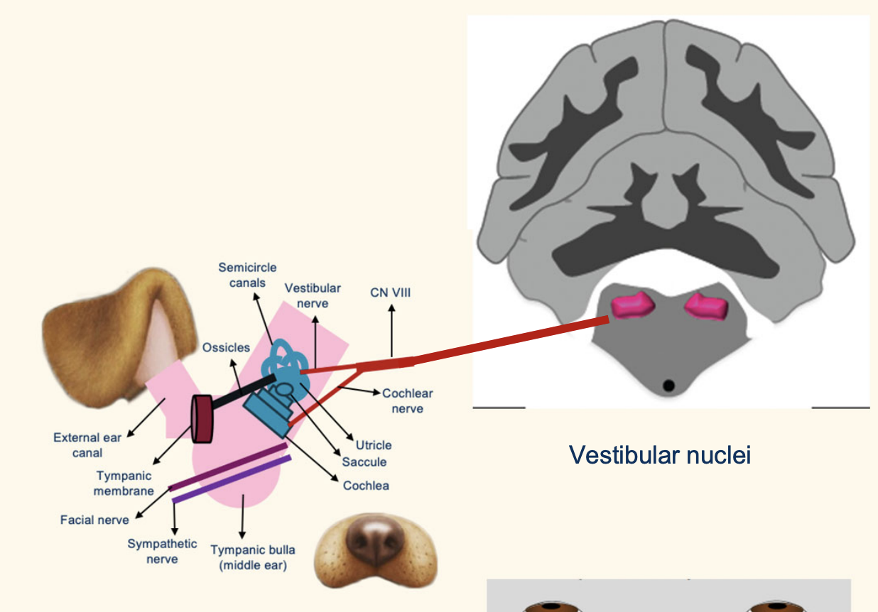 <p>Vestibular nuclei – Brainstem </p><p> Cerebellum </p><ul><li><p>Caudal cerebellar peduncle • Fastigial nucleus • Flocculonodular lobe</p></li></ul><p></p>