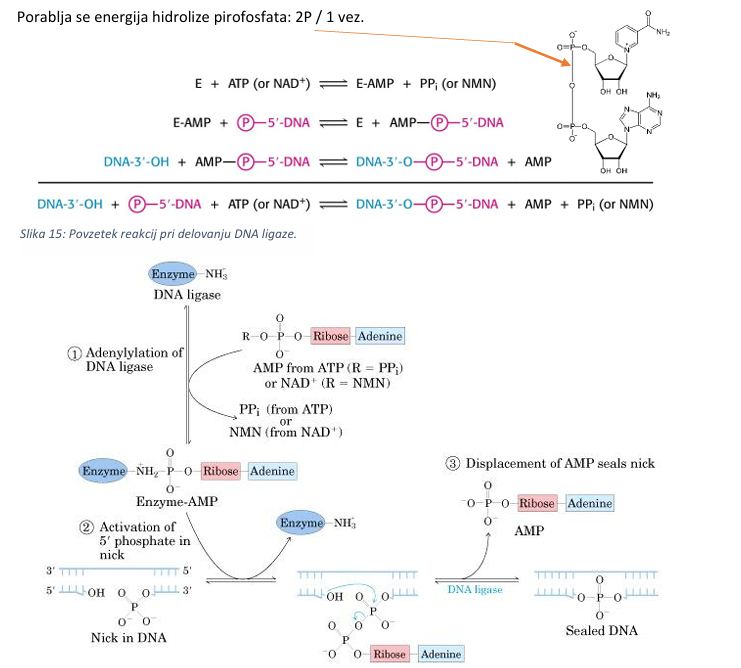 <p>1. adenilacija - aktivacija encima (AMP vezan na Lys),</p><p>2. prenos AMP na fosfatno sk. na 5’-koncu (DNA-adenilatni kompleks) → aktivacija 5' fosfata,</p><p>3. nukleofilni napad 3’-OH skupine na aktivirani fosfor → AMP se odcepi, DNA se zlepi</p>