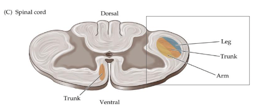 <p>in the lateral portion of the spinal cord</p>