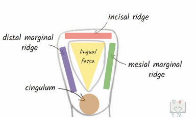 <p>same as the central but has no symmetry </p>