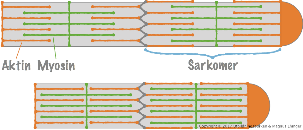 <ul><li><p>Avslappnad: Aktin &amp; myosin befinner sig långt ifrån varandra</p></li><li><p>Spänns: Aktin &amp; myosin vandrar på varandra f.a. dra ihop muskeln </p></li><li><p>Spänd: Aktin &amp; myosin befinner sig så nära varandra som möjligt</p></li></ul><p></p>