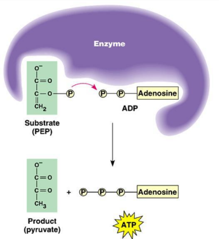 Substrate Level Phosphorylation 