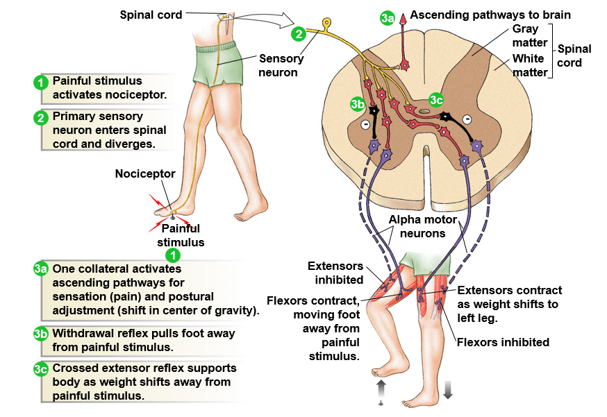 <ol><li><p>painful <strong>stimulus </strong>(step on a tack)</p></li><li><p>primary<strong> sensory neuron</strong> enters <strong>spinal cord </strong>and diverges</p><ol><li><p>activate ascending pathway for <strong>pain</strong></p></li><li><p>activate descending pathway for<strong> postural adjustment</strong></p></li></ol></li><li><p><strong>withdrawal reflex</strong> - pull foot away</p></li><li><p><strong>crossed extensor reflex</strong> supports body as weight shifts</p><ol><li><p>side of stimulus: extensors inhibited, flexors contract</p></li><li><p>other side: flexors inhibited, extensors contract</p></li></ol></li></ol>