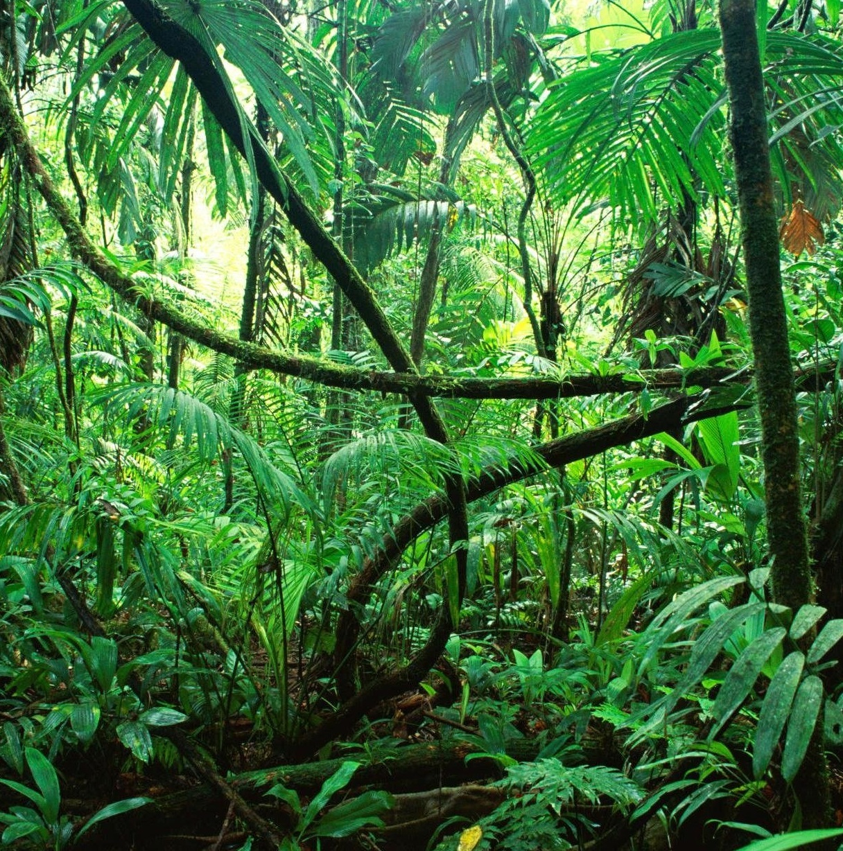<p>Tropical rainforest</p>