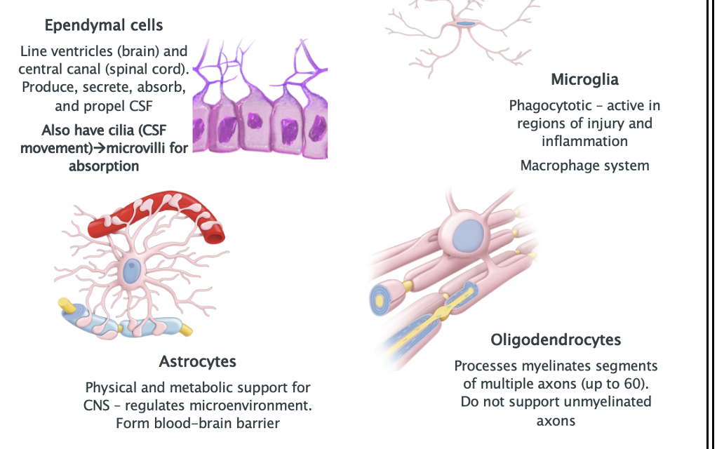 <ul><li><p>Ependymal cells</p></li><li><p>Astrocytes </p></li><li><p>Oildogendrocytes</p></li><li><p>Microglia</p></li></ul><p></p>
