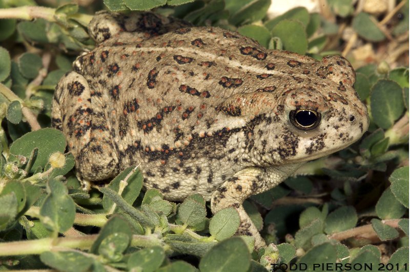 <p>Woodhouse’s Toad</p>