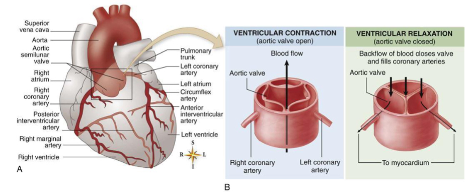 <p>Heart only part of body that receives its blood supply in diastolic phase </p>