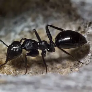 <p><span>A defensive chemical secreted by many ants, especially formicines.</span></p>