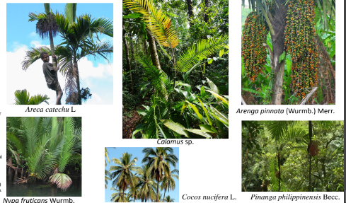 <p>arecaceae = palmae</p>
