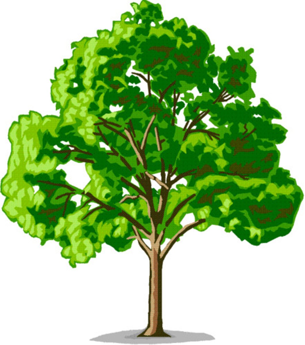 <p>（cháshù）tea plant</p>