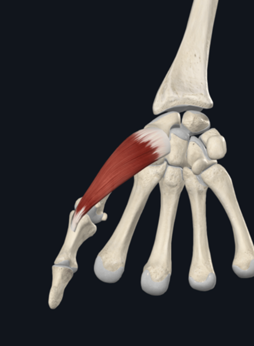 <p>abducts thumb</p>