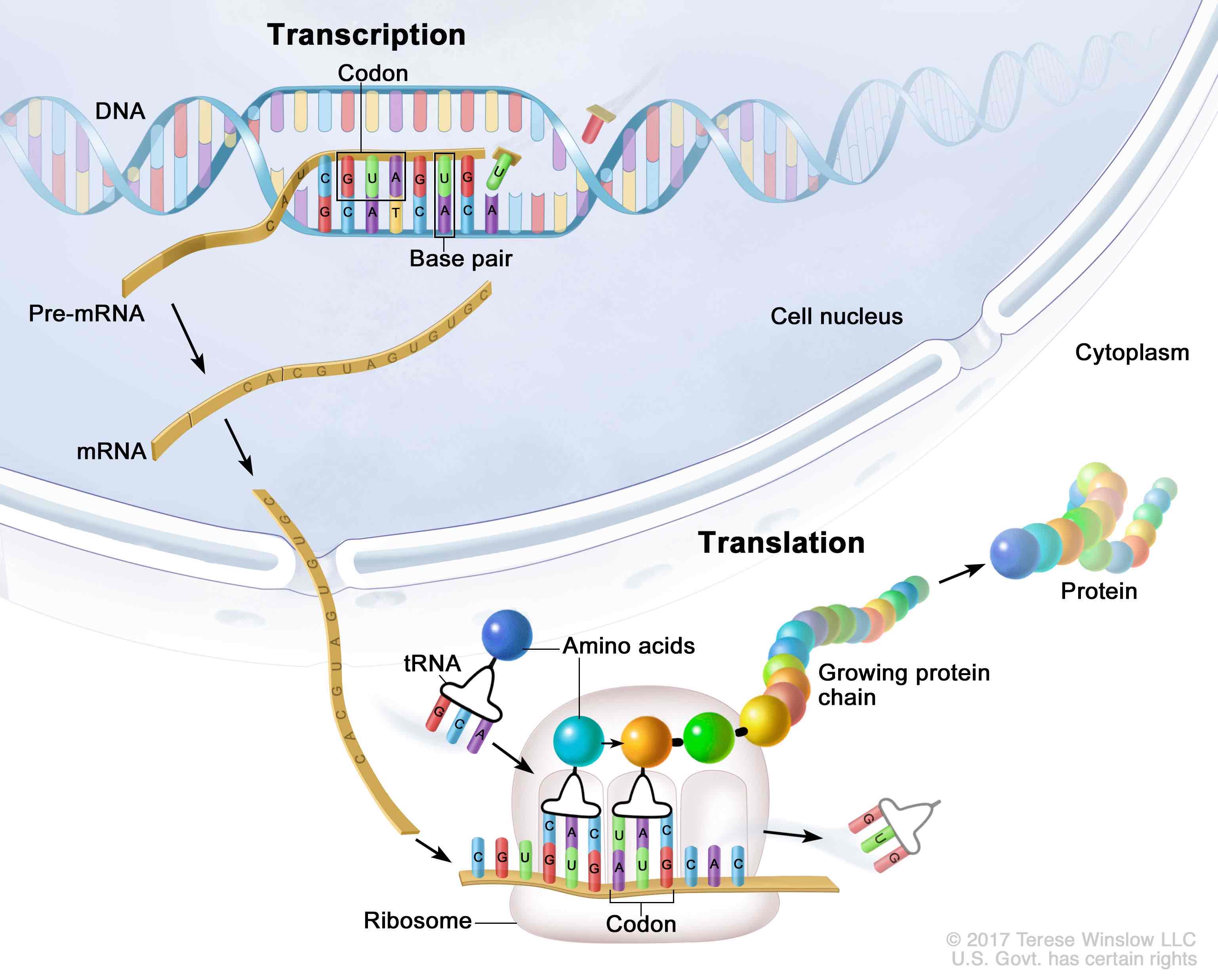 <p>Process through which RNA directs the proteins formation</p>