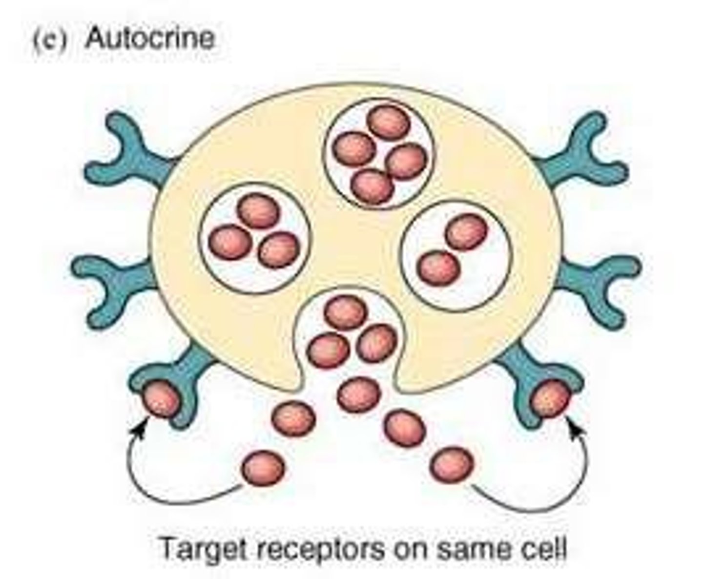 <p>A form of signaling where the sender and target are the same cell, with response times similar to paracrine signaling.</p>