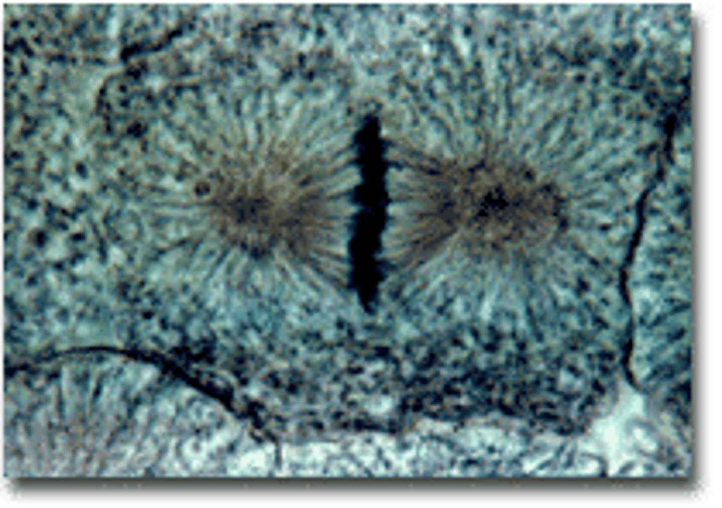 <p>Chromosomes line up in the middle</p>