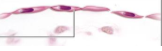 <p>what tissue is is </p>