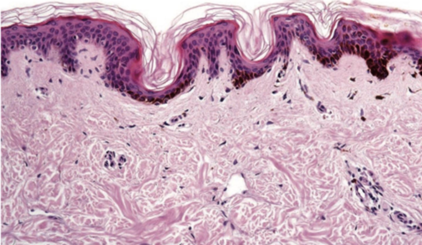 <p>This is histology for what?</p>