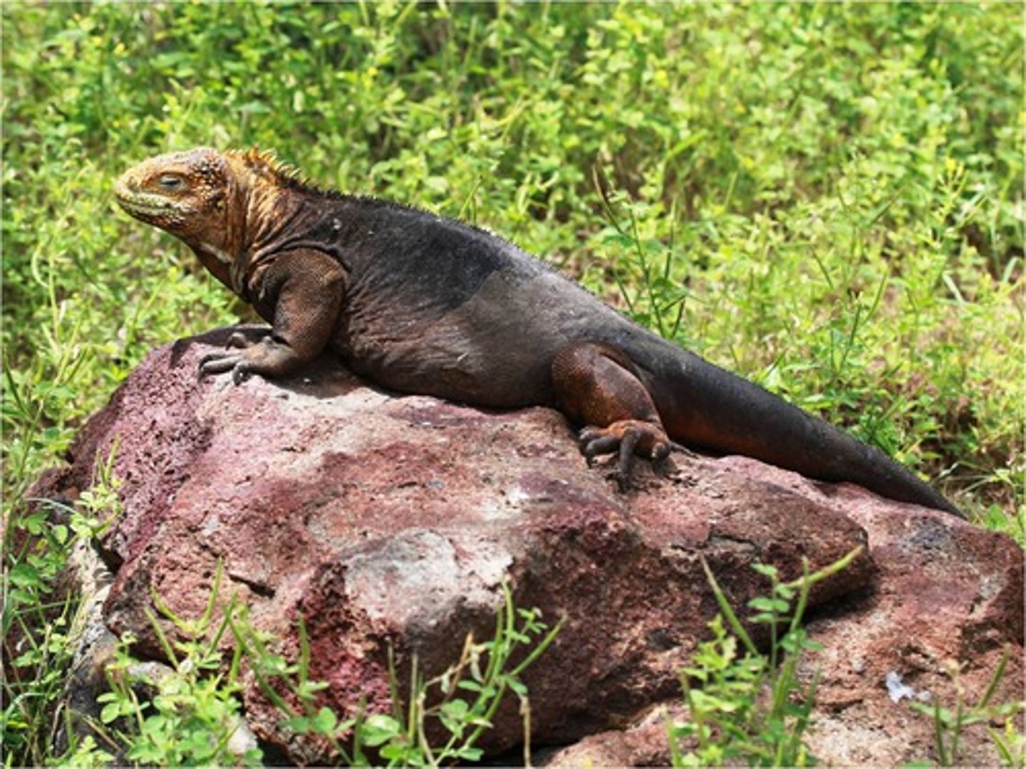 <p>Land iguanas</p><p>The Galápagos land iguanas are found in the drier parts of several islands.</p><p>Prickly pear cactus fruits and pads are the major food of land iguanas. Also feed on centipedes and finch nestlings. They favor Portulaca flowers when in season.</p><p>Male land iguanas are larger and more brightly colored than the females.</p><p>Aggressive displays</p><p>include lowering the head, head-nodding, arching the back, and bloating the throat and trunk.</p><p>Land iguanas may live more than 60 years. A male mates with a female by grabbing hold of her</p><p>neck in his mouth, hooking his leg over her, and bringing his tail around underneath her. This</p><p>rough behavior often results in the female running away after mating is completed.</p><p>Females lay between 2-25 eggs. The breeding season varies from September to January to June,</p><p>depending on the island.</p><p>Once the hatchlings leave the nest, they are fair game to herons, egrets, hawks, and owls.</p><p>Like other reptiles, have sunbathe to warm up. To cool off, they hide in their burrows, or seek the shade of vegetation.</p><p>As with the tortoises, finches and mockingbirds are known to clean land iguanas of insect pests</p><p>in the folds of their skin. They will stand up on their tip-toes to be cleaned.</p><p>They no longer occur on James (Santiago) Island, due to the combined influence of humans and</p><p>their introduced animals (goats, rats, pigs, dogs).</p><p>Since 1976, iguans from Baltra, Isabela, and Santa Cruz have been bred at the Darwin Research Station. As mentioned earlier, some have been reintroduced to Baltra.</p>