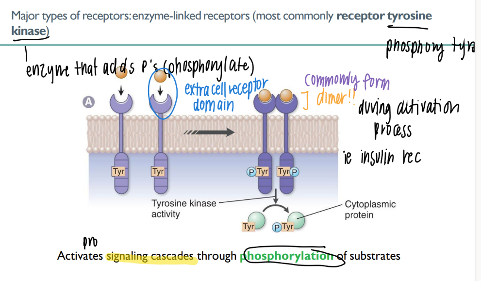 <ol><li><p>ligand binds extracellular </p></li><li><p>receptor phosphorylates (adds P) to smth </p></li><li><p>cascade! </p></li></ol><p>ex: RTK (receptor tyrosine kinase) </p>