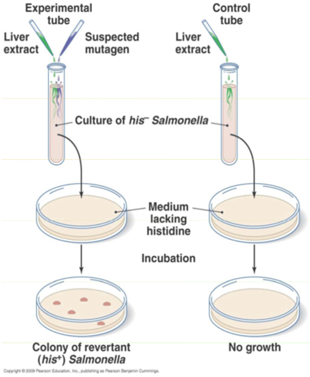<p>The Ames test uses bacteria to test whether a given chemical can cause mutations in the DNA of the test organism.</p><p>Tests to see if a chemical is a carcinogen (physical or chemical agent that causes cancer)</p><p>This test uses Salmonella that is mutated in histidine (amino acid) production so if the bacterium is grown on media lacking histidine it cannot grow. If the bacterium is treated with a chemical and the Salmonella can now grow on media without histidine this chemical has cause a back mutation in Salmonella gene for making histidine to its original form and is thus the chemical is a carcinogen</p>