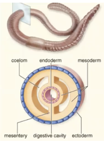 * Humans are this (bulk of animal cavity) 
* True body cavity = Fluid-filled space lined on all sides by mesodermal tissue 
* **mesentery** = bands of tissue = hang organ from body wall 