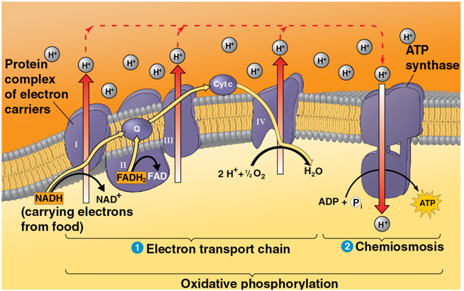 <p>couples the electron transport chain to ATP synthesis</p><ol><li><p>inner mitochondrial membrane separates mitochondrial matrix from intermembrane space</p></li><li><p>NADH carries electrons from food to electron transport chain</p></li><li><p>electrons passed through Complex 1 + a proton is pumped into intermembrane space</p></li><li><p>electrons passed down to Q, then complex 3 = proton pumped into intermembrane space</p></li><li><p>electrons pass through Cyt c and Complex 4 = proton pumped out + electrons join 2 H+ and ½ O2 to form H2O</p></li><li><p>electrons from FADH2 can also join at Q</p></li><li><p>chemiosmosis: ATP synthase powered by flow of H+ across inner mitochondrial membrane= ATP; protons pumped into space during chain fall back down concentration gradient through ATP synthase in the membrane = inorganic phosphate added to ADP = ATP</p></li></ol><p></p>