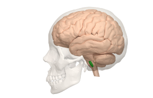 <p>Medulla oblongata </p>