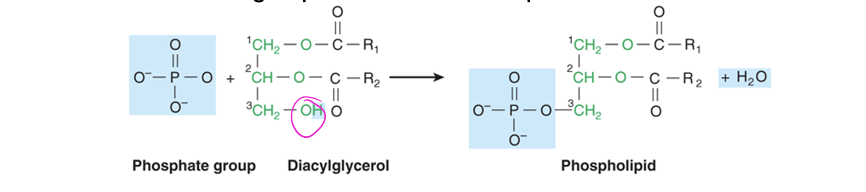<p>major constituents of biological membranes <br>-phosphate group attached to third glycerol carbon <br>phosphoglycerol/phosphoglyceride + fatty acid  = phospholipid<br>-usually, additional molecule is attached to phosphate moiety (resulting in final head group of lipid molecule—&gt; usually charged creating hydrophilic part)</p>