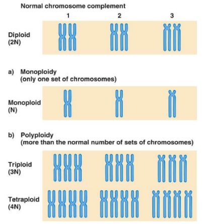 <p>complete sets of chromosomes </p><p>eg. diploid (2 sets of chromosomes, humans), monoploid (one set), triploidy</p>