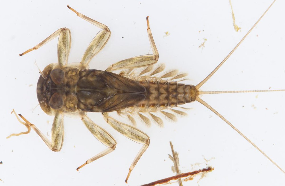 <p>Heptageniidae</p>