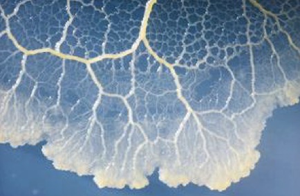 <p>Brightly coloured cytoplasm containing diploid nuclei </p>