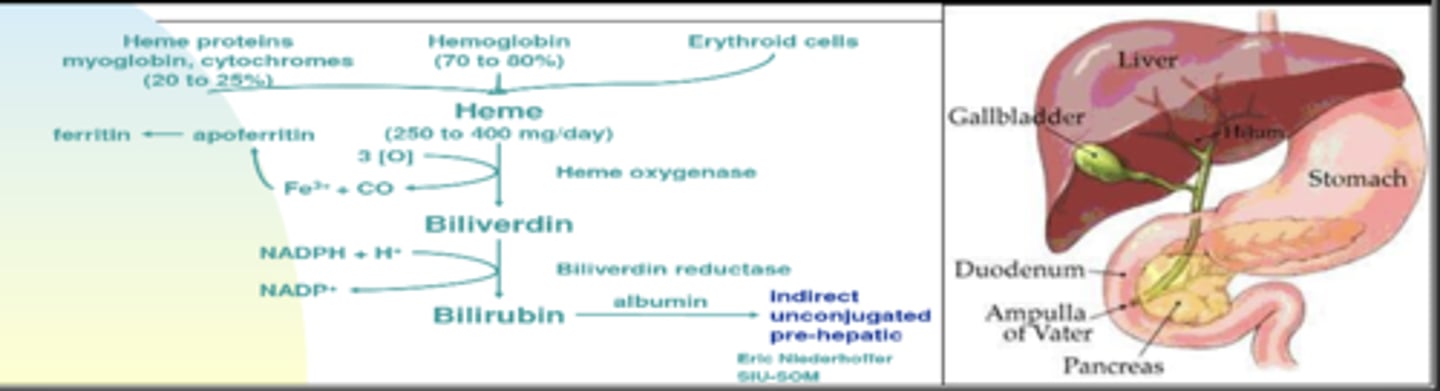 <p>Excess bilirubin</p><p>Water insoluble product of heme metabolism (unconjugated bilirubin)</p><p>Taken up by liver and conjugated to become water soluble so it can be excreted in bile and into bowel</p><p>Patient looks Jaundiced if total bilirubin >2.5 (unconjugated + conjugated – normal 0.3-1)</p><p>*If patient is vomiting GREEN, then they have bowel obstruction below the level of the Ampulla of Vater (sphincter of oddi exit)</p>