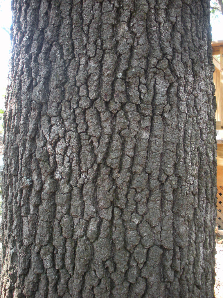 <p>blackjack oak, Quercus marilandica (Fagaceae)</p>