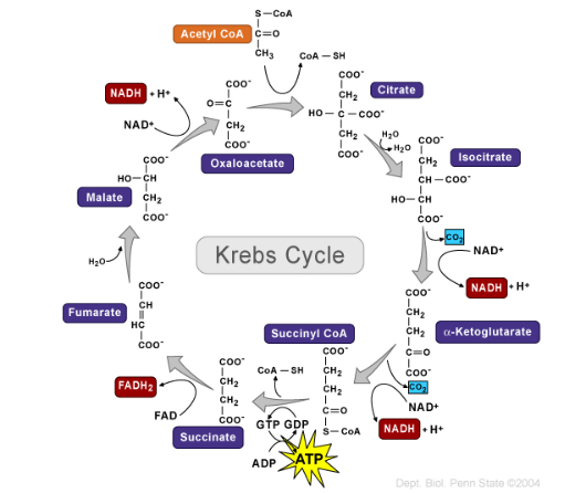 <ul><li><p>The <strong>Krebs cycle</strong> happens <strong>twice per glucose molecule</strong> because glycolysis splits one glucose into two pyruvate molecules, which are converted to two acetyl-CoA molecules.</p></li><li><p>The cycle is essential for generating high-energy electron carriers (<strong>NADH</strong> and <strong>FADH₂</strong>), which provide electrons to the <strong>electron transport chain</strong> for ATP production via <strong>oxidative phosphorylation</strong>.</p></li><li><p>Overall, the Krebs cycle produces the reducing agents (NADH and FADH₂) needed for the final and most significant ATP-producing step of cellular respiration.</p></li><li><p>The Krebs cycle begins and ends with a molecule called <strong>oxaloacetate</strong>. It combines with a 2-carbon molecule (acetyl-CoA) to start the cycle, and after a series of reactions, it gets regenerated back to oxaloacetate so the cycle can start over again.</p></li></ul><p></p>