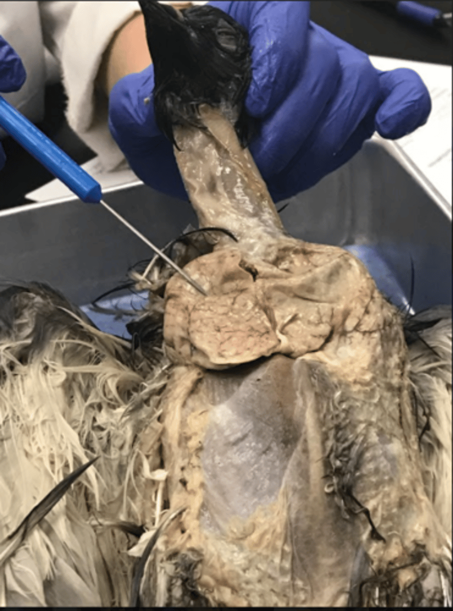 <p>crop: stores food</p>