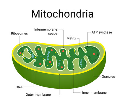 <p>Organelles that carry out respiration to produce ATP</p><ul><li><p>Have a double membrane and the inner membrane goes in towards the center</p></li></ul><p></p>