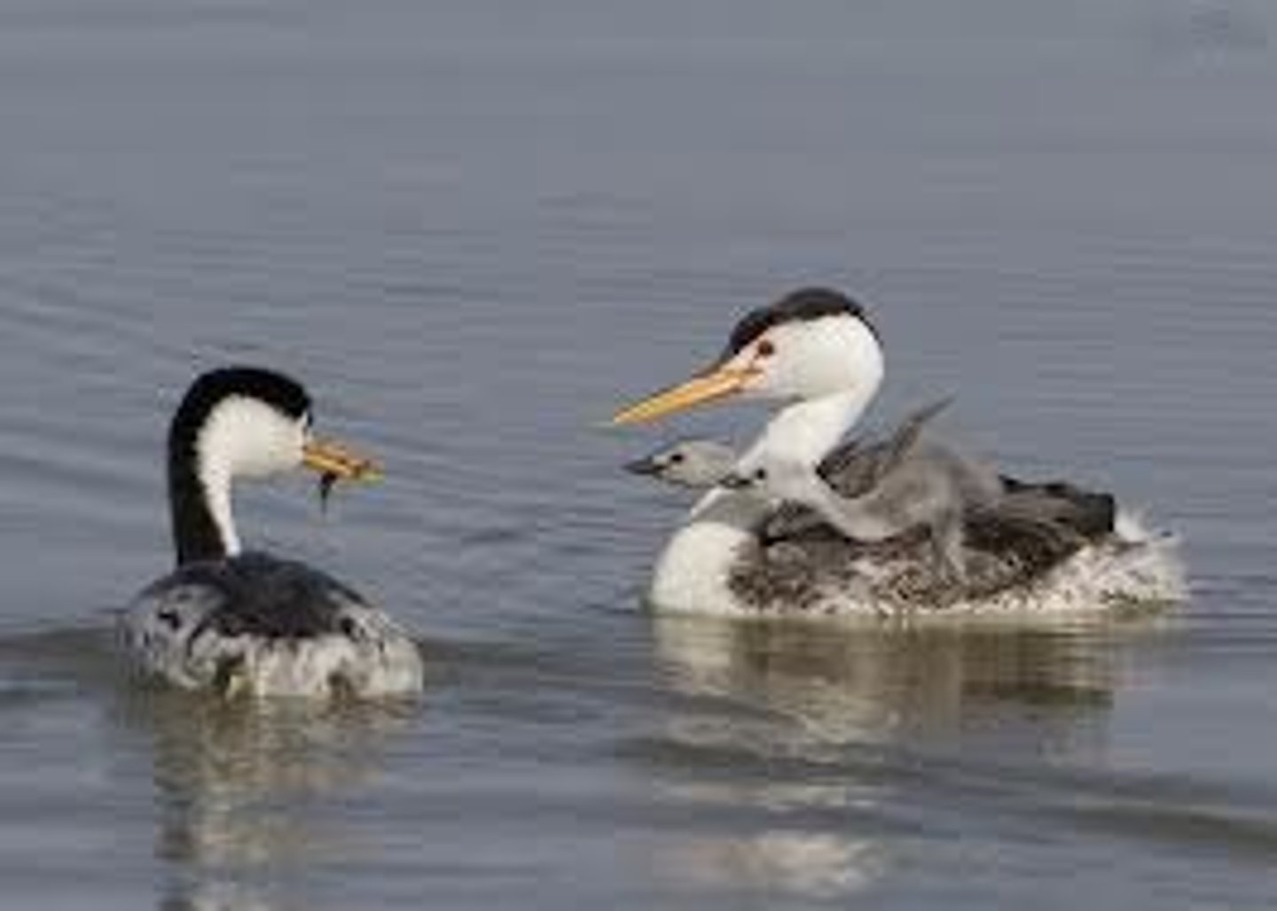 <p>What all are involved in the job of a free-ranging wildlife veterinarian?</p>