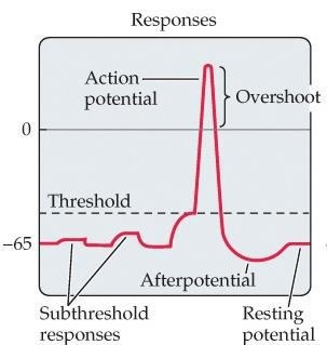 <p>Conduct the action potential down the axon through saltatory conduction.</p>
