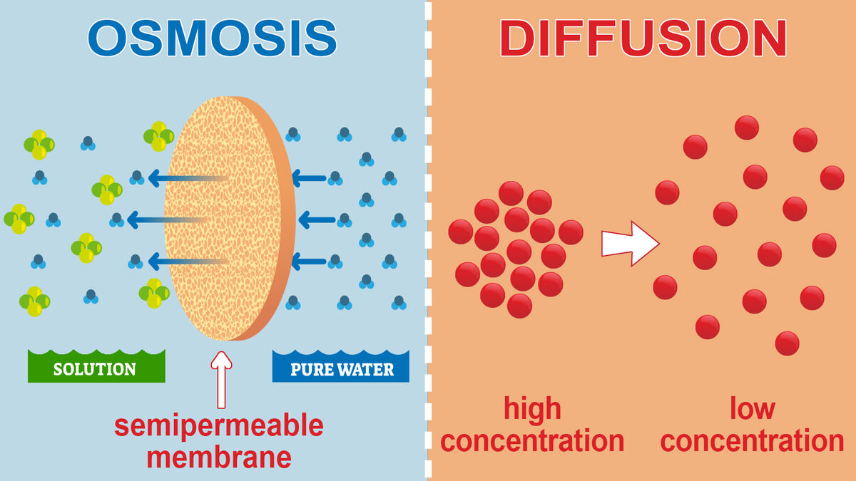 <p>movement of gas from a region of high concentration to low concentration</p><p>no energy is needed(passive)</p>