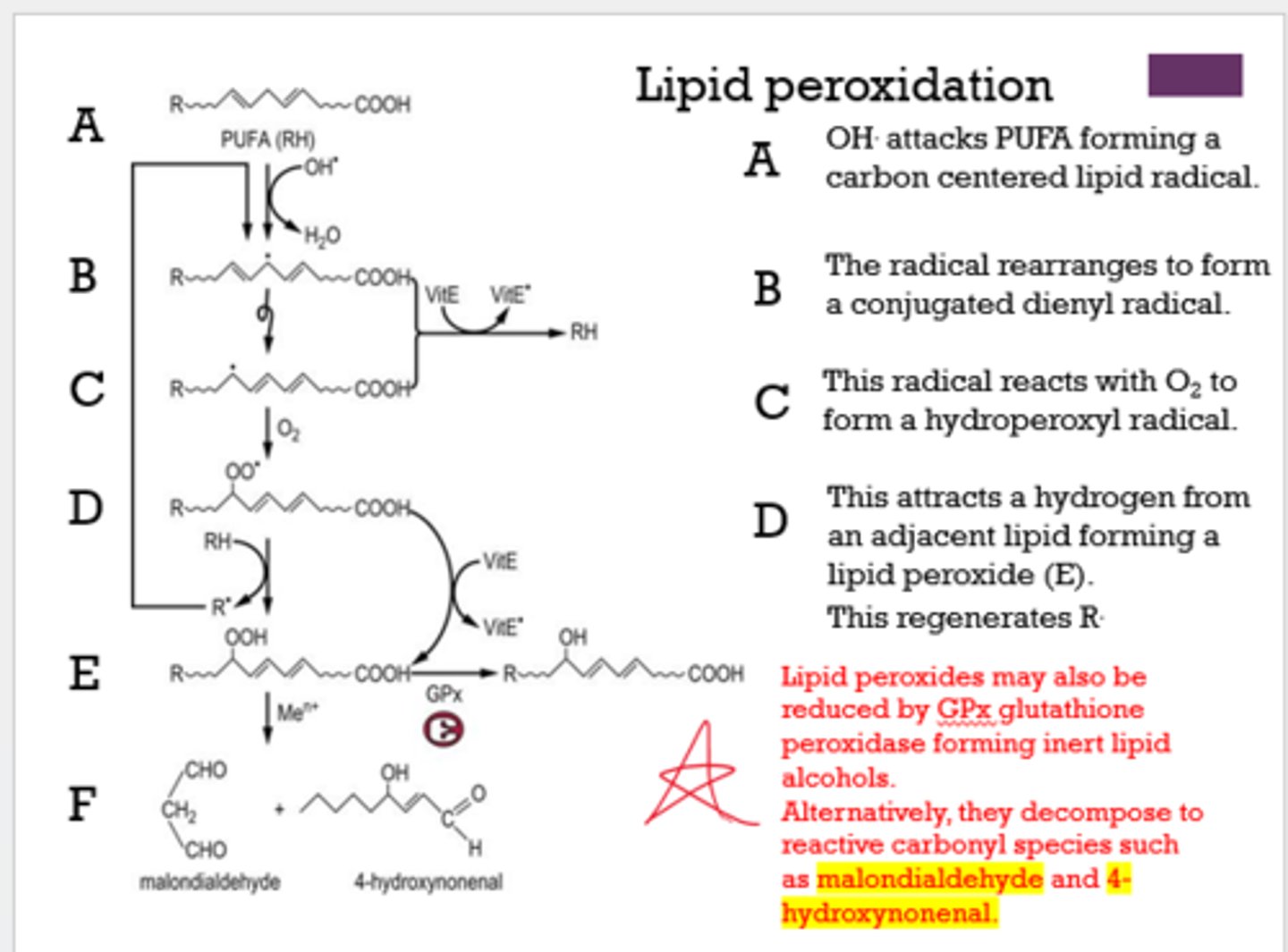 <p>lipid peroxides</p>