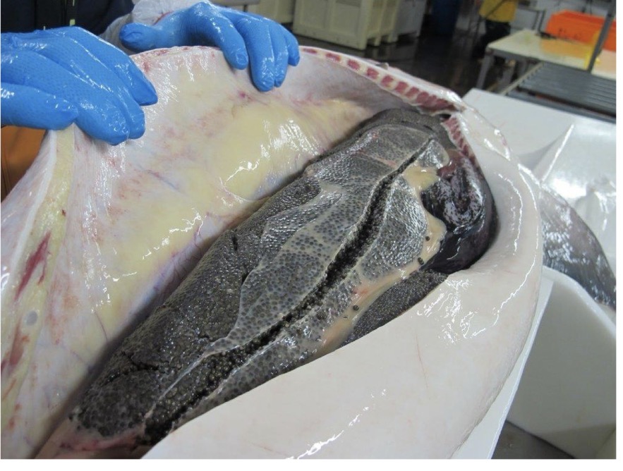 <p>Eggs are shed into body cavity and exit through the oviduct and out the cloaca</p>