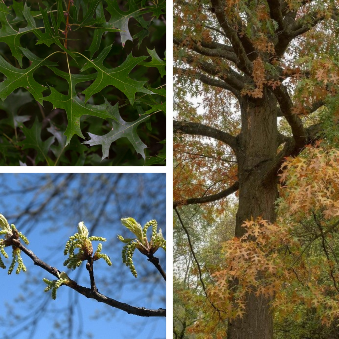 <p>Swamp White Oak</p>