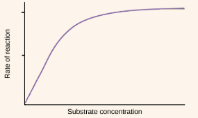 <p>substrate concentration can change the rate of reactions&nbsp;</p><p>at low concentrations, substrate collide infrequently with enzymes which equals a slow reaction rate</p><p>as substrate concentration increases, the reaction rate increases (increases collision with enzymes) until the enzymes become saturated(the maximum rate at which it can combine with substrates and produce products)</p>