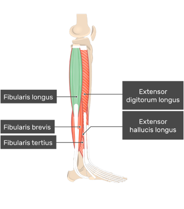 <p><strong>origin:</strong> inferior 2/3 of lateral surface of fibula</p><p><strong>insertion:</strong> dorsal surface of tuberosity of base of fifth metatarsal</p><p><strong>innervation: </strong>superficial fibular nerve (L5-S2)</p><p><strong>action:</strong> evert foot, weakly plantar flex ankle </p>