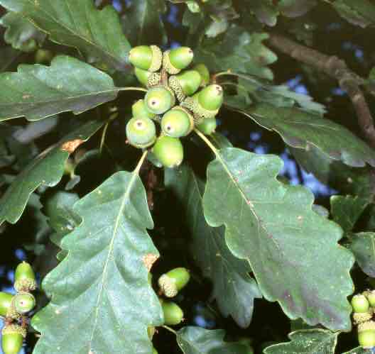 <p>Quercus petraea</p>