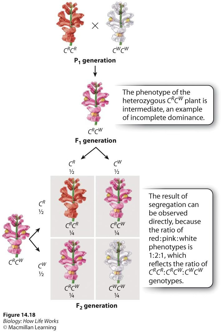 <p>“In between” phenotype; the phenotype of heterozygotes is between both of the homozygote phenotypes; ex red snapdragon x white snapdragon = pink snapdragon</p>