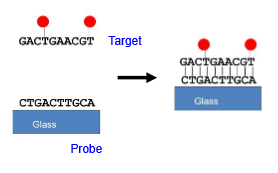 <ul><li><p>glass or silicone slide with thousands of microscopic DNA sports]</p></li><li><p>allows for relative quantification of many genes at once </p></li><li><p>each DNA spot has a known location and different sequence </p></li><li><p>samples are fluorescently labelled and incubated with the microarray. These bind to their complimentary DNA spots </p></li><li><p>fluorescence is measured → more target gene = more fluorescence </p><ul><li><p>relative expression is calculated (there is a control for comparison) </p></li></ul></li><li><p>Different types: Spotted DNA arrays and Affimetix gene chips </p></li></ul><p></p>