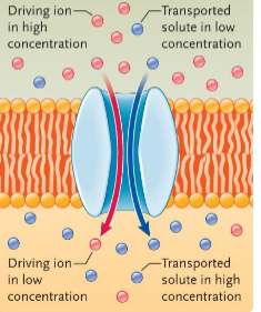 <p>the transported solute moves in the same direction as the gradient of the driving ion. this is called _____ or cotransport</p>