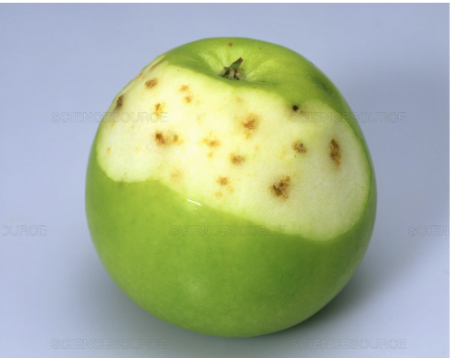 What deficiency does this apple have? What is the name of this disorder?