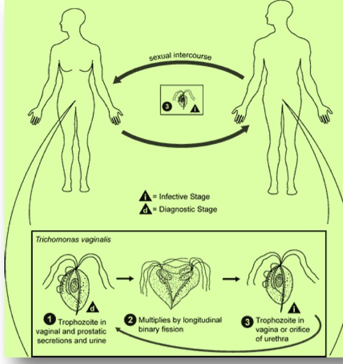 <p>Life cycle?</p>